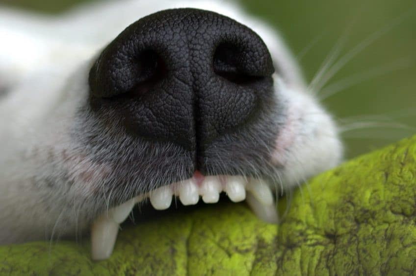Lakeland Dog Bite Attorney Christopher D. Russo