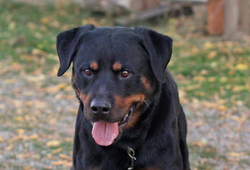 dog-bite-2