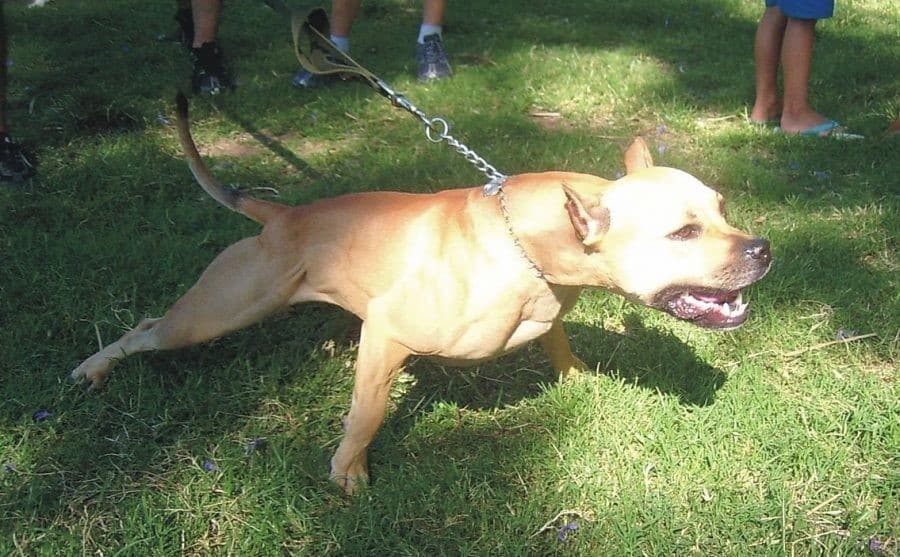 pitbull-e1482438408480