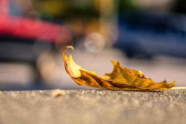 leaf-1082118-e1487418108138