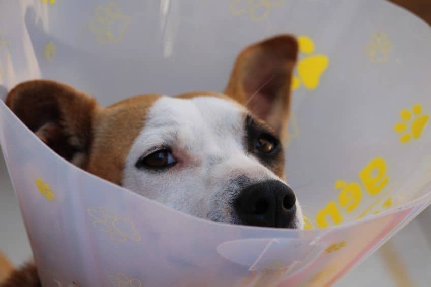 Pet Injury Bill Introduced In Florida Legislature