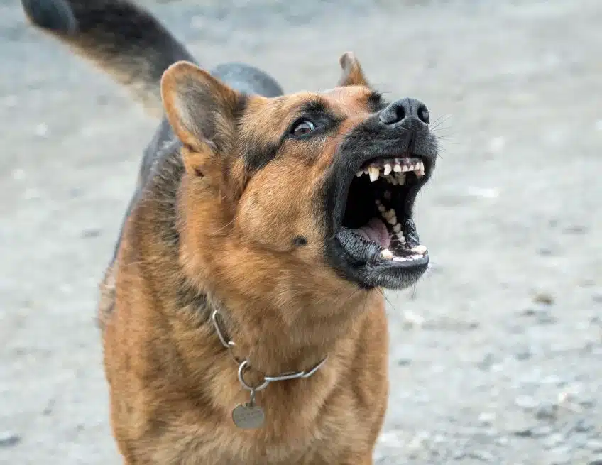 Dog Bite Lawyer Lakeland FL